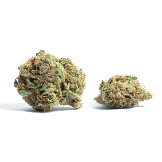 Montana Silvertip cannabis strain