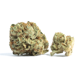 Mr Nasty cannabis strain