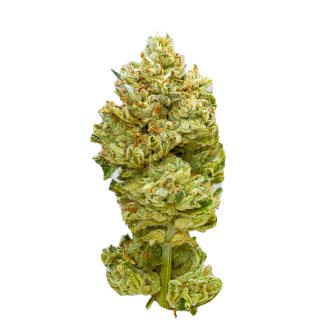 Mt Citrus cannabis strain