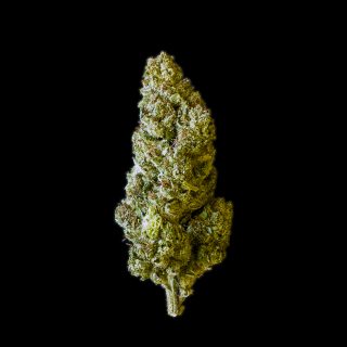 Newtons Lemon cannabis strain