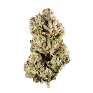 Original Glue cannabis strain