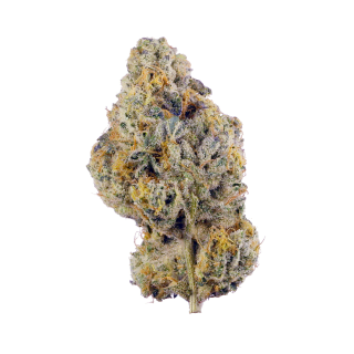 Ortega cannabis strain