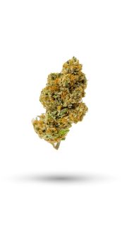 Palisade Poison cannabis strain