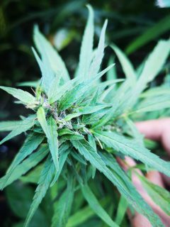 Philippines Landrace cannabis strain