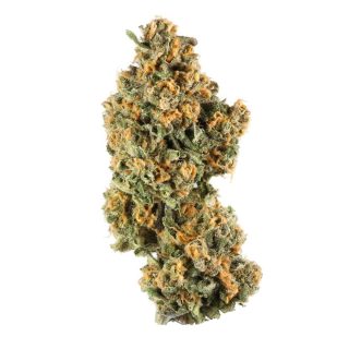 Pink Champagne cannabis strain