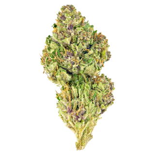 Pink Kush cannabis strain