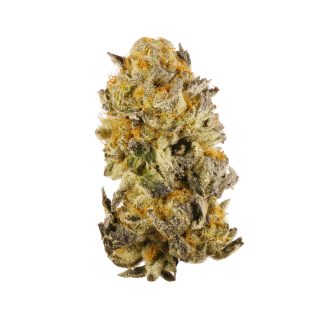 Platinum Gsc cannabis strain