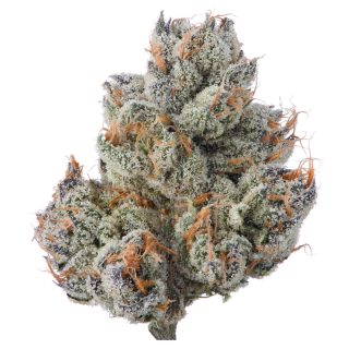 Point Breeze cannabis strain