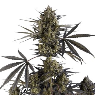 Pound Cake Auto cannabis strain