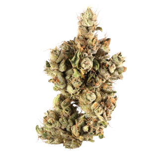 Pre 98 Bubba Kush cannabis strain