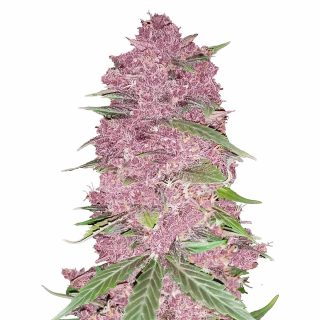 Purple Lemonade Auto cannabis strain