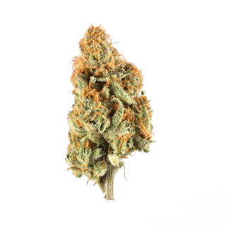 Rainbow Driver cannabis strain