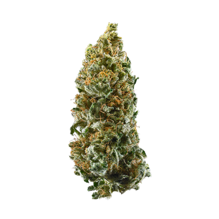 Rawtton cannabis strain