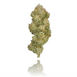 Saturn OG cannabis strain