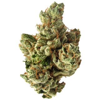 Sfv OG Kush cannabis strain