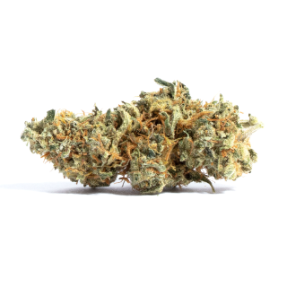 Shark Attack cannabis strain