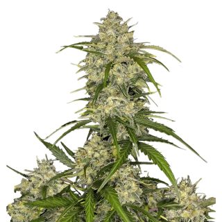 Sour Jealousy Auto cannabis strain