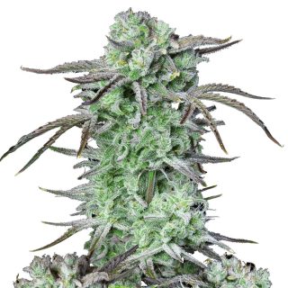Strawberry Banana Auto cannabis strain