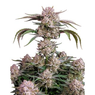 Strawberry Gorilla Auto cannabis strain