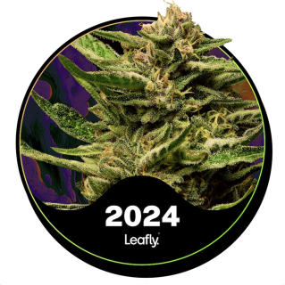 Super Boof cannabis strain