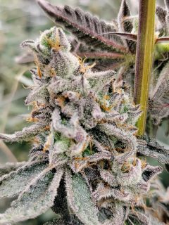 Tangojack cannabis strain