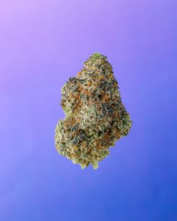That Badu cannabis strain
