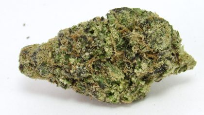 Tropical Burst cannabis strain