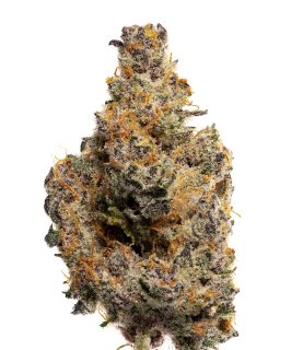 Tropical Infusion cannabis strain