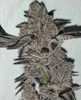 Tropical Popsicle cannabis strain