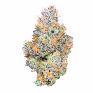 Tropical Z cannabis strain