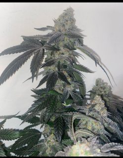 Unicorn Slippers cannabis strain