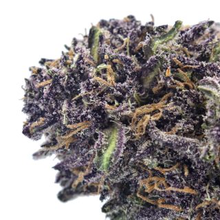 Velvet Purps cannabis strain