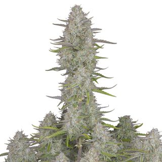 Wedding Cheesecake Auto cannabis strain
