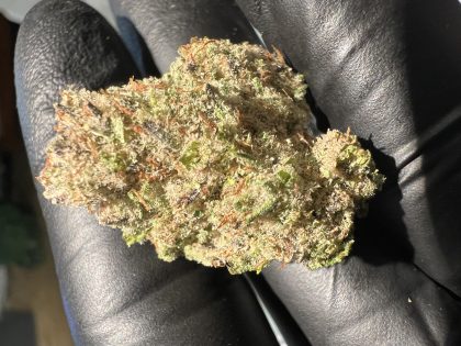 White Wookie cannabis strain