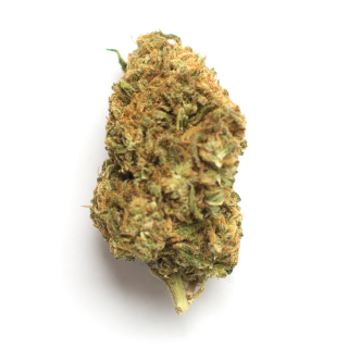 Yogi Diesel cannabis strain
