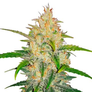 Zkittlez Auto cannabis strain