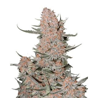 Ztrawberriez Auto cannabis strain