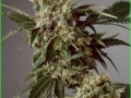 G13_x_Hash_Plant