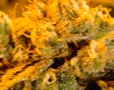 Northern_Lights_5_x_Haze