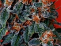 Orange_Bud