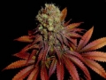 Rock_Bud_-_Soma_A