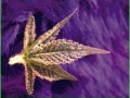 Sweet_Purple