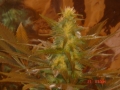 hydro__hydro_036