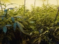 A grow farm of medicinal marijuana.