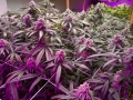 FILE - This Monday, May 20, 2019 file photo shows mature marijuana plants flowering prior to harvest under artificial lights at Loving Kindness Farms in Gardena, Calif. California's legal pot market is growing, just not as fast as once expected. The state pulled in $74 million in cannabis excise taxes between April and June, after the Newsom administration in May sharply scaled back projected tax dollars from the shaky legal market. The figure released Thursday, Aug. 22, 2019, marked an increase from the first quarter, when excise tax collections hit $61 million. (AP Photo/Richard Vogel)