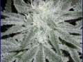 nygrow028601